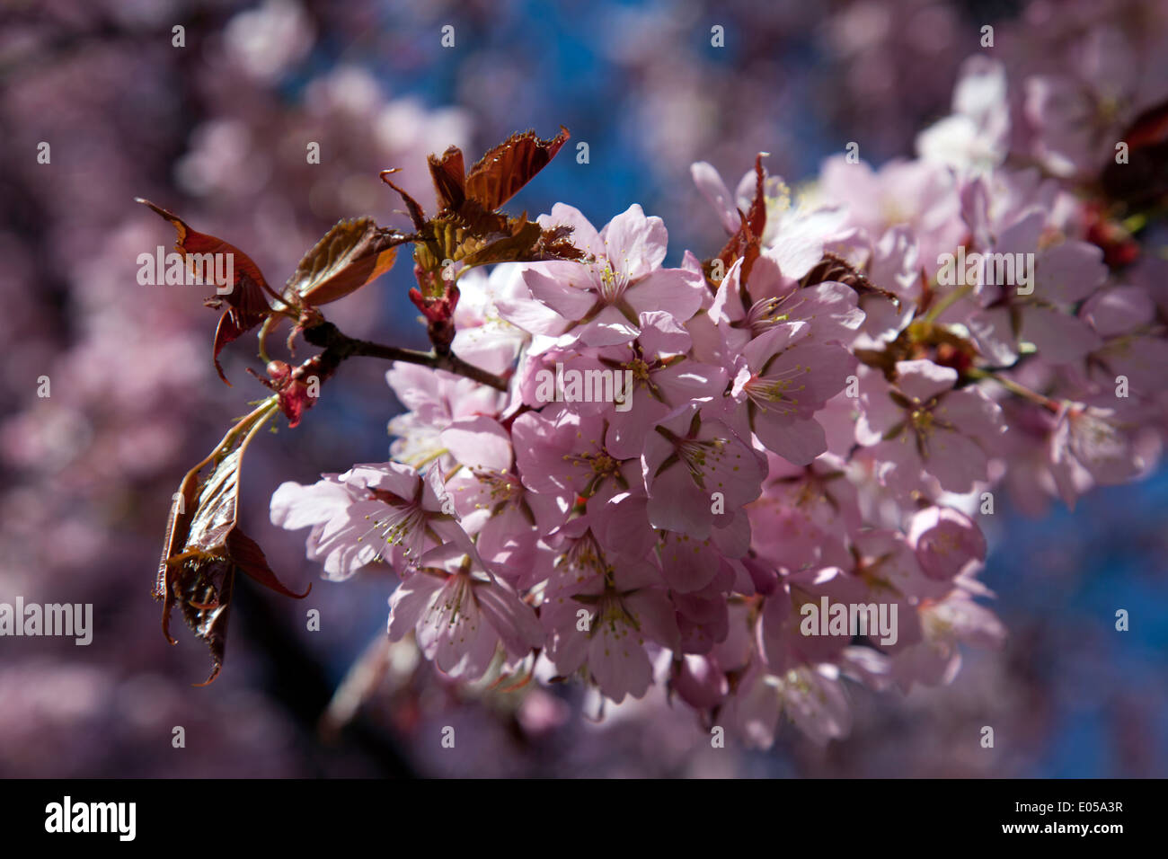 Cherry blossoms in full bloom Stock Photo - Alamy