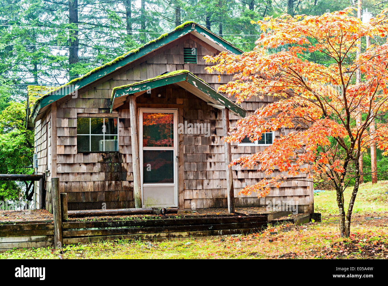 Rustic weathered old cabin in the Oregon forest Stock Photo
