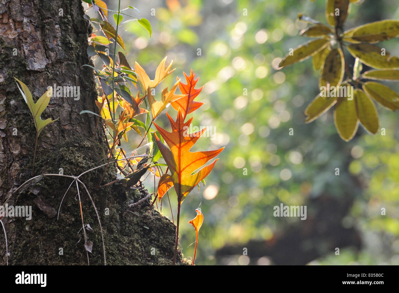 Himalayan forest vegetation in Eastern Bhutan. Image taken on Merak