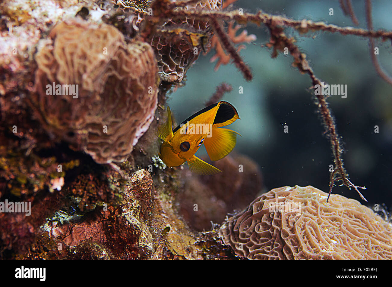 A Rock Beauty fish amongst the reef in Roatan, Honduras. Stock Photo