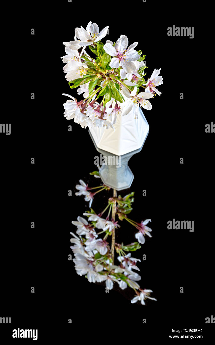 Cherry blossoms in a vase Stock Photo Alamy