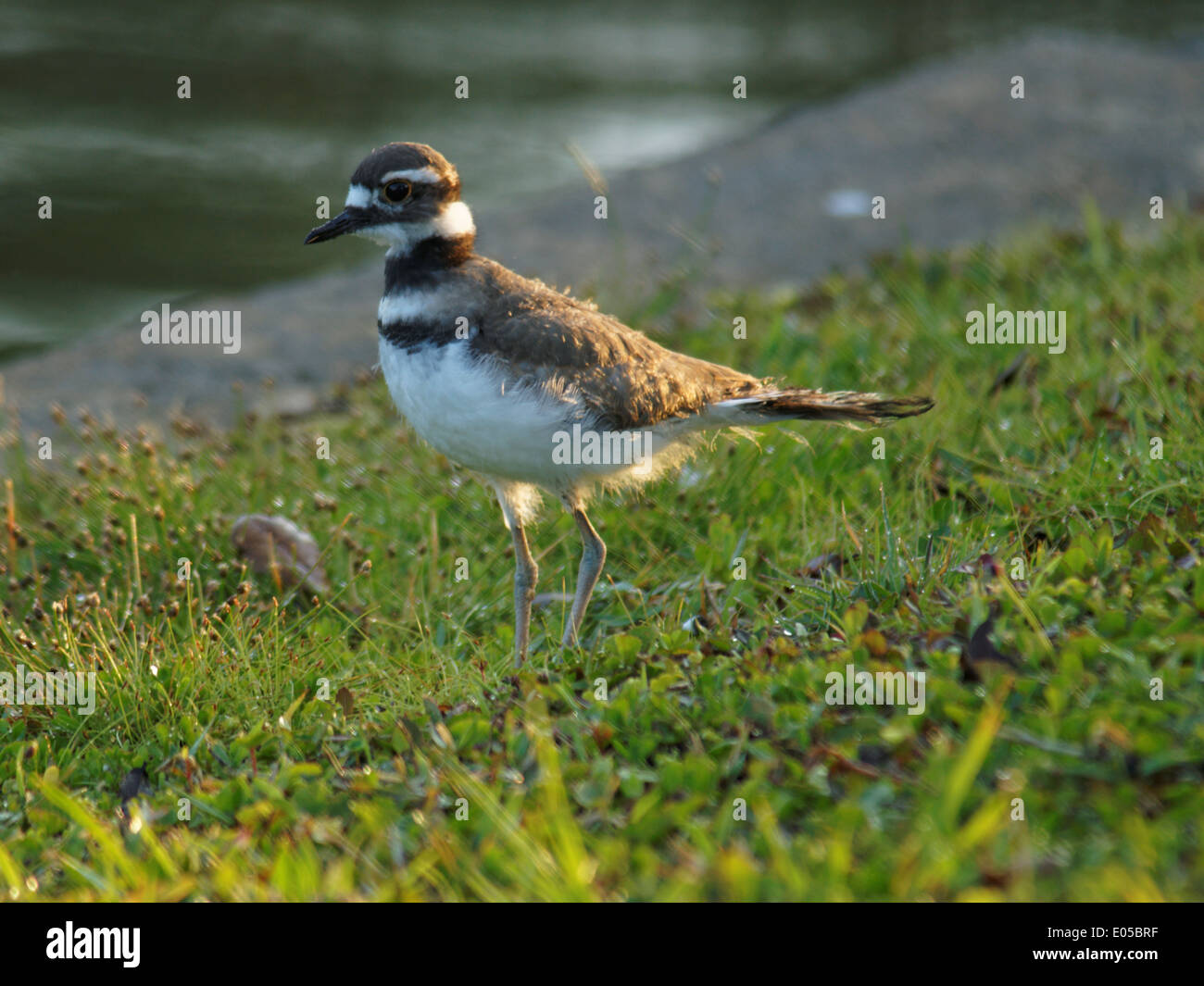 Immature Kildeer on grass by a lake. Stock Photo