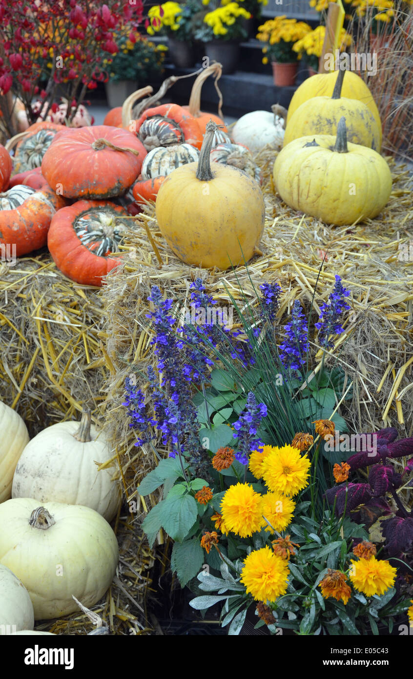 Colorful pumpkin and gourds display at farm market Stock Photo - Alamy