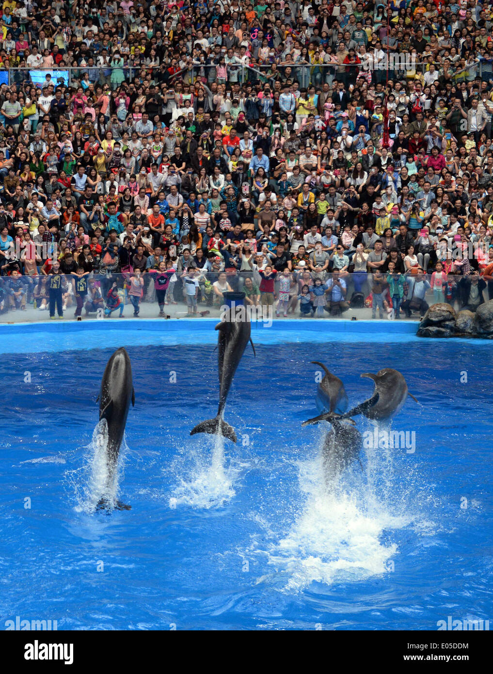 Chengdu. 2nd May, 2014. Dolphins stage a performance for visitors at ...