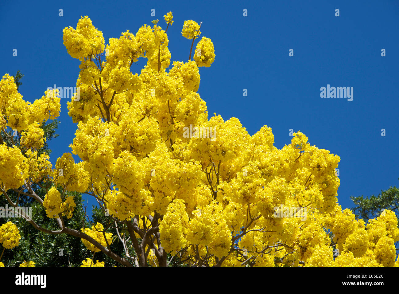 Superb yellow blossom tree against blue sky Oaxaca City Mexico Stock Photo