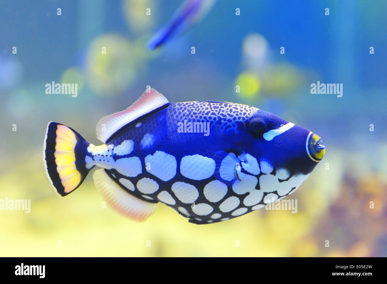 blue fish aquarium Stock Photo