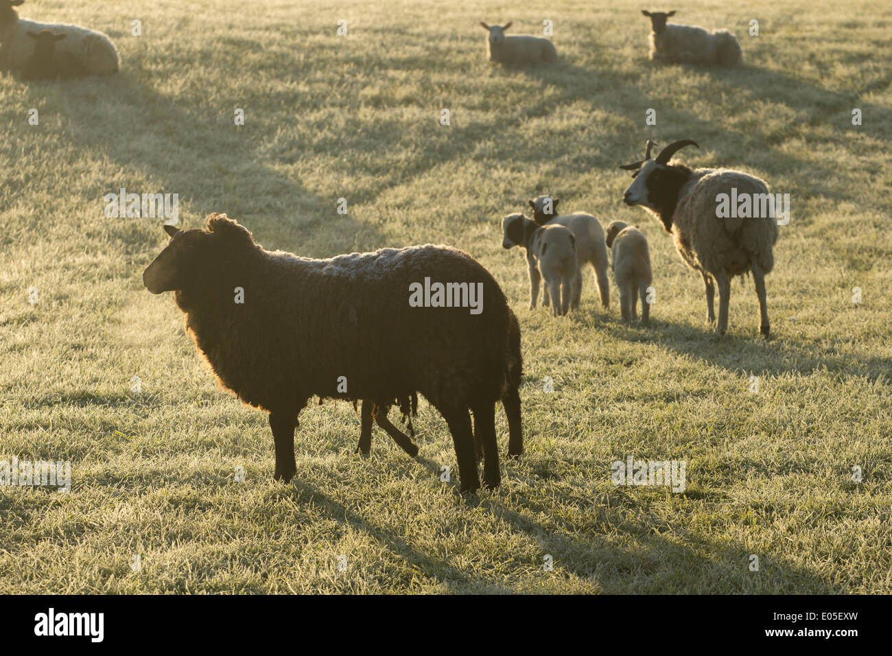 Sheep and lambs on frosty Spring morning. UK Stock Photo