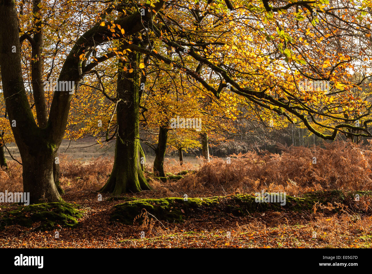 Beech Tree in The New Forest with Autumn leaves, Hampshire, England, UK Stock Photo