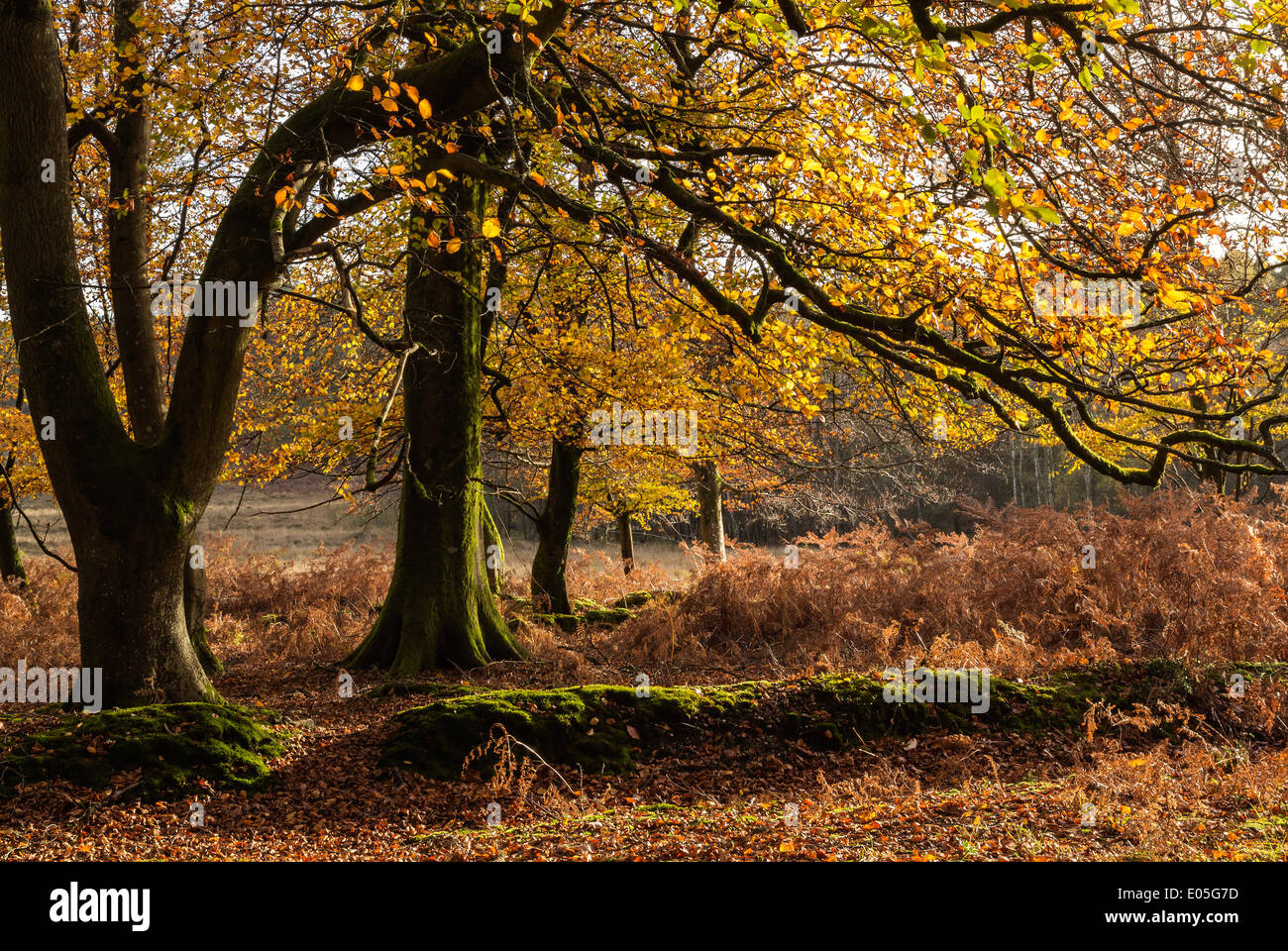 Beech Trees in The New Forest with Autumn leaves, Hampshire, UK Stock