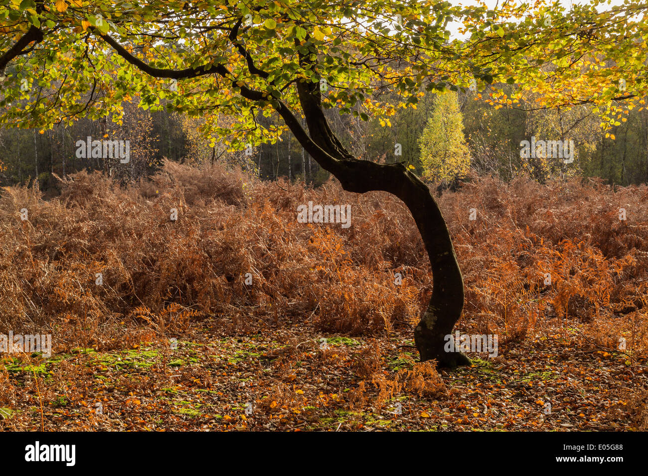 Beech Tree in The New Forest with Autumn leaves, Hampshire, England,  UK Stock Photo