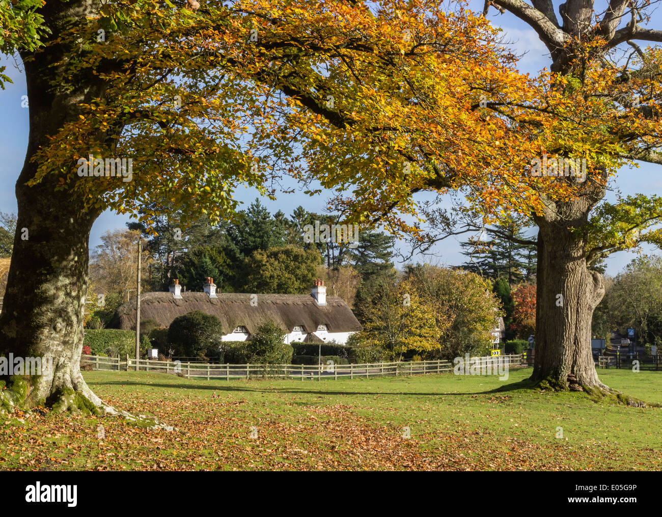 New Forest Cottages and Beech Trees at Swan Green, Hampshire, England, UK Stock Photo