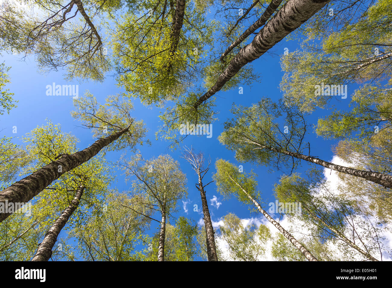 Looking up to the blue sky in forest through the trees. Ecological ...