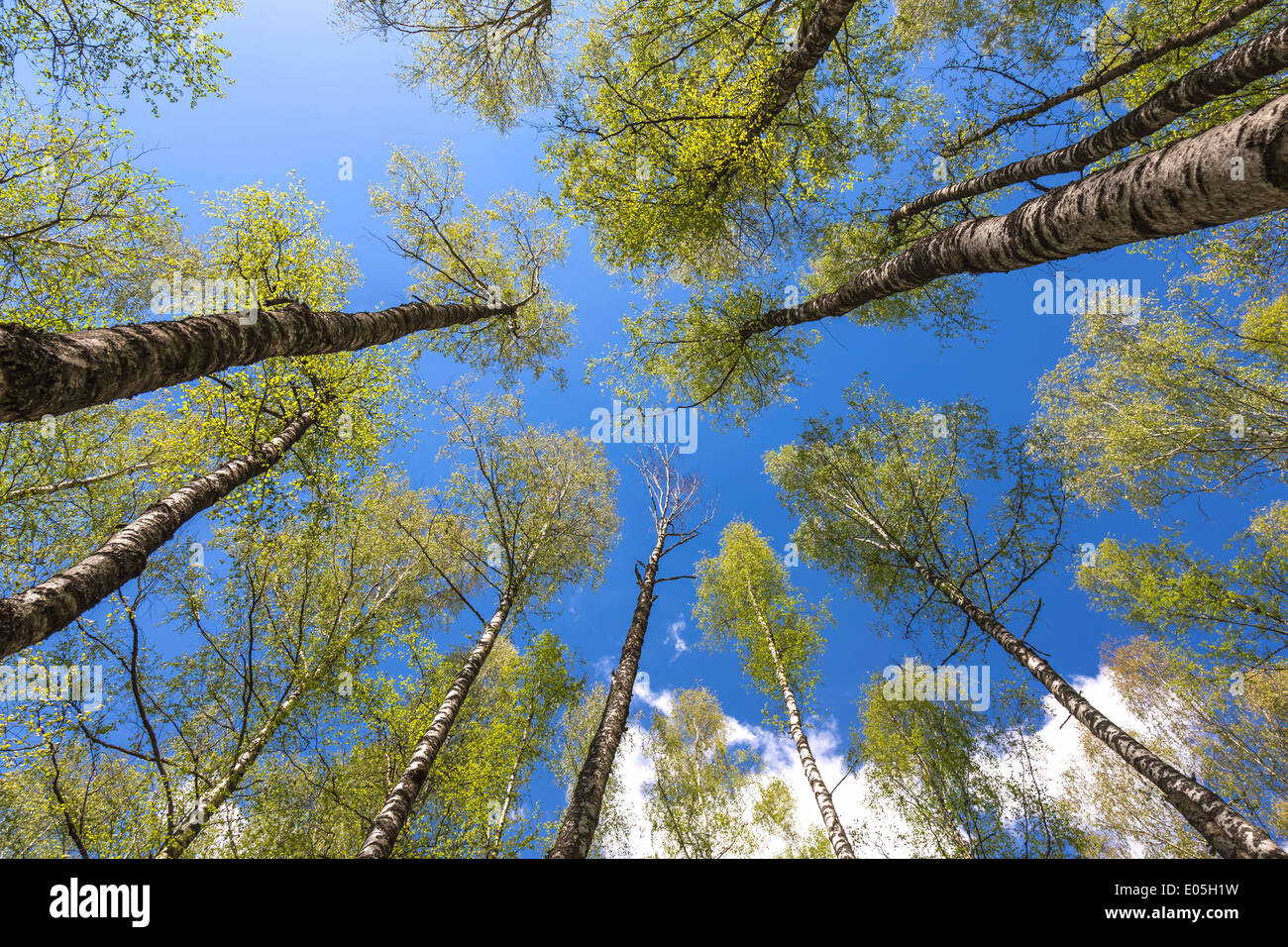 Looking up to the blue sky in forest through the trees. Ecological concept Stock Photo