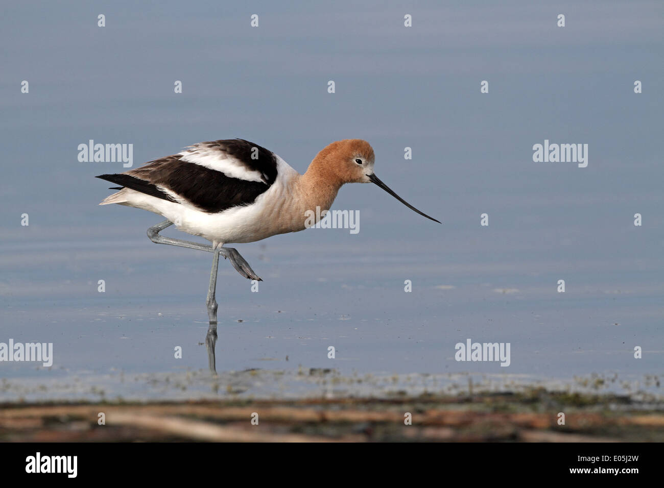 American Avocet, Recurvirostra americana, roosting with leg raised ...