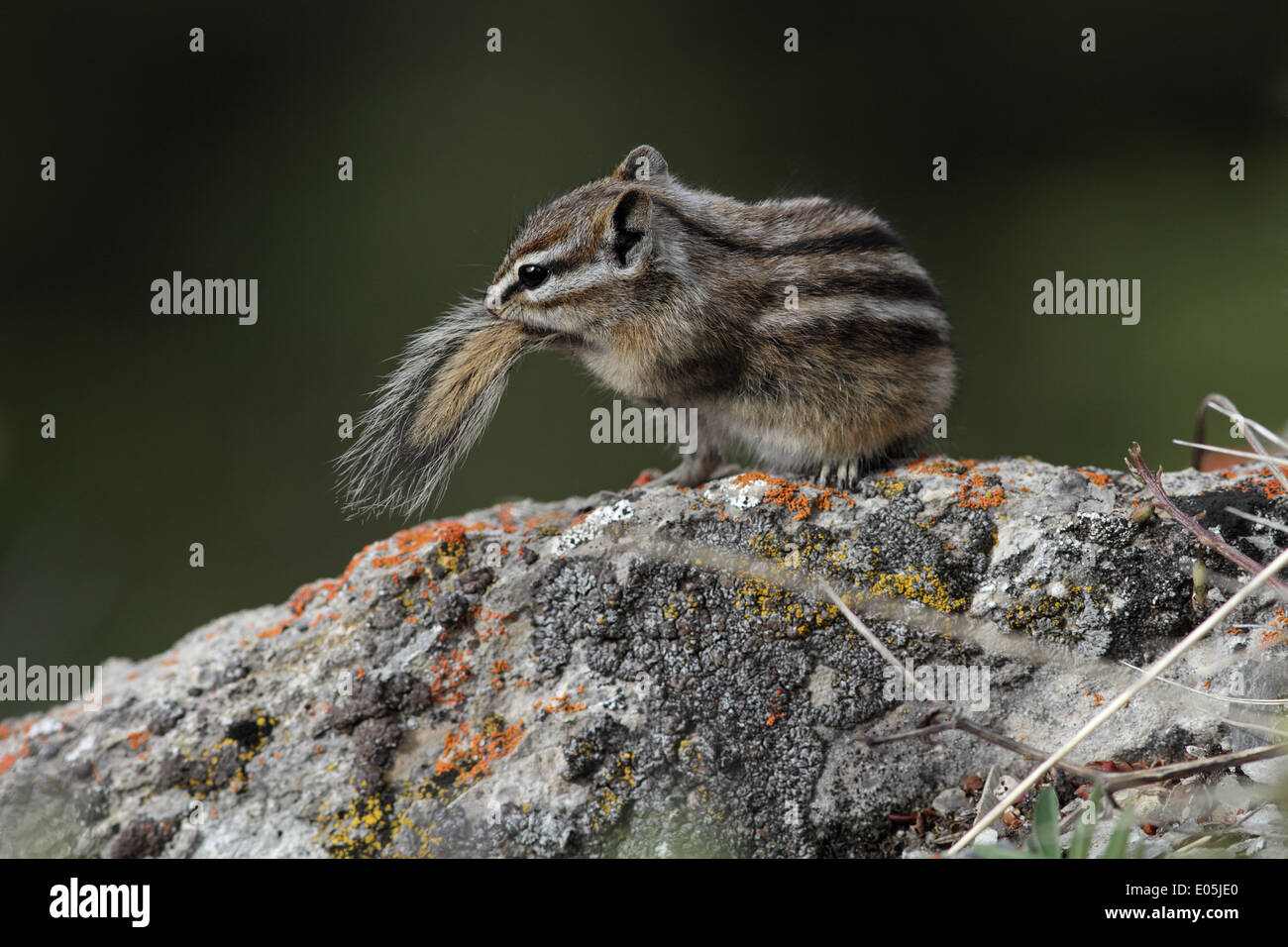 Tamias Spring Tamias High Resolution Stock Photography and Images - Alamy
