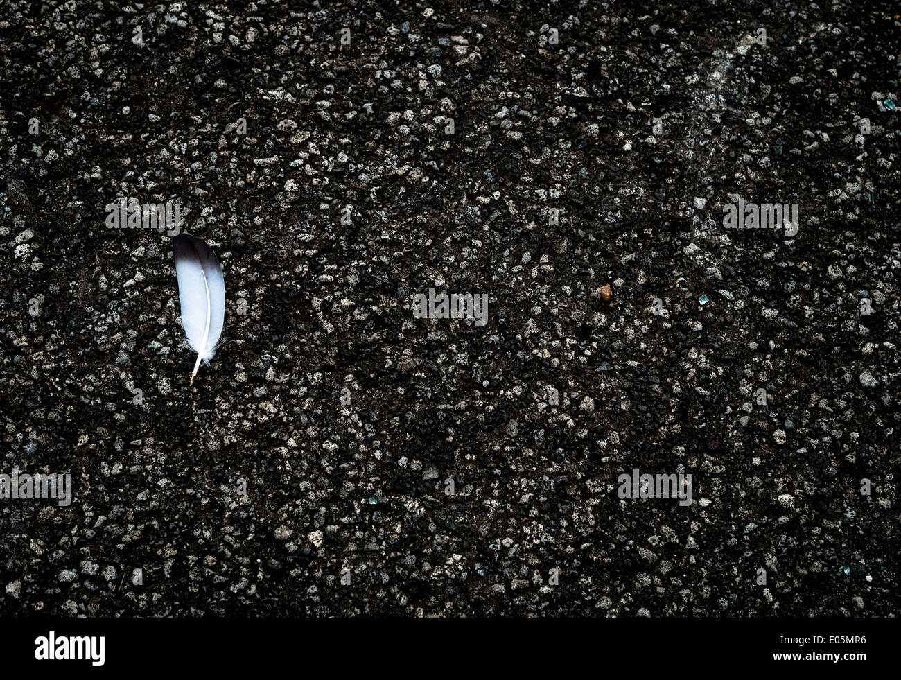 Seagull feather on worn tarmac Stock Photo