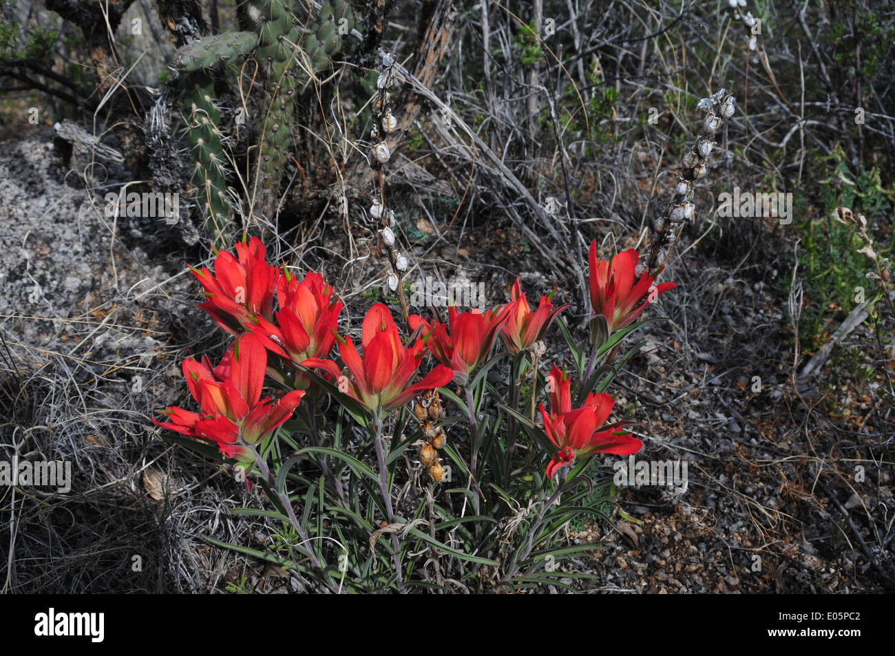 Indian Paintbrush plant on hillside, Sandia Mtns of NM - USA Stock Photo