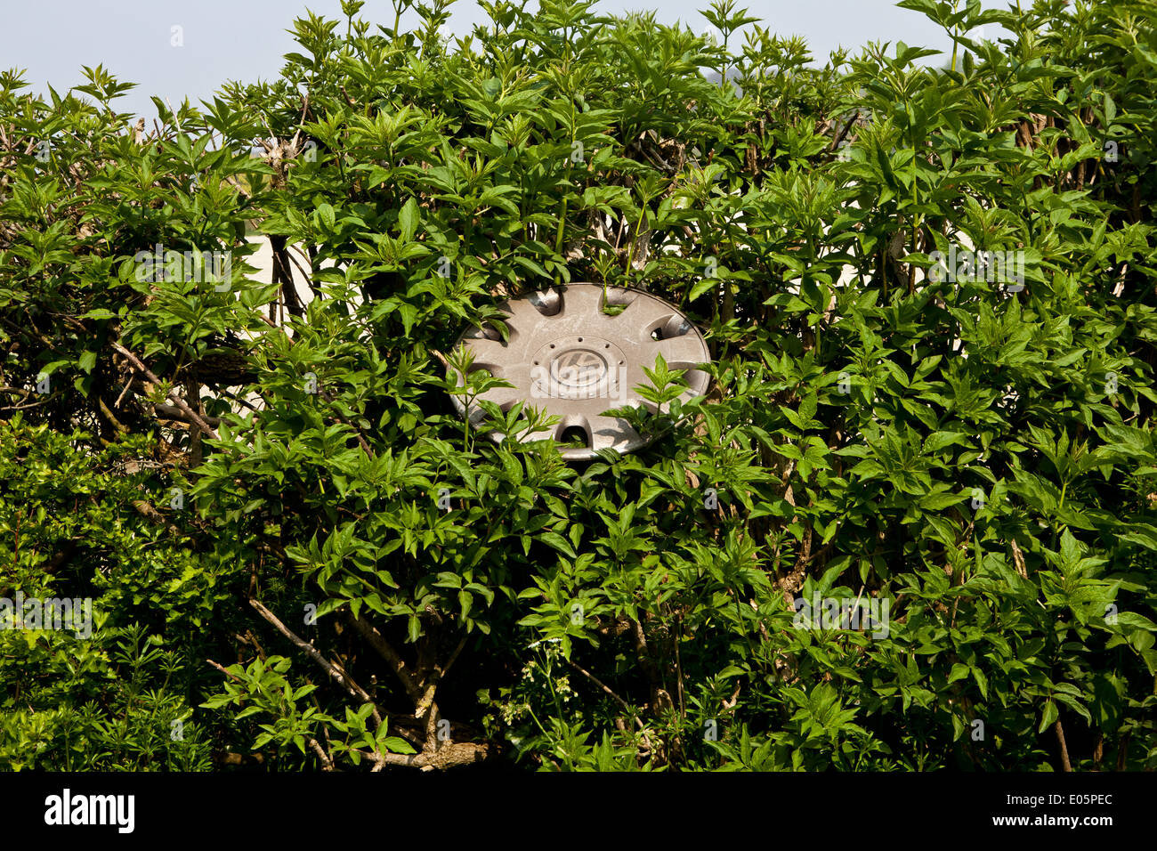 Lost hubcap in roadside bush Stock Photo Alamy
