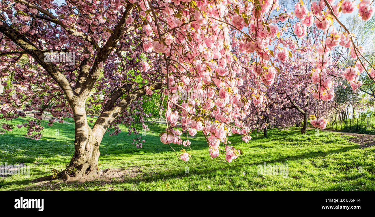 Early morning Japanese Cherry Blossoms in Central Park, NY, USA Stock Photo
