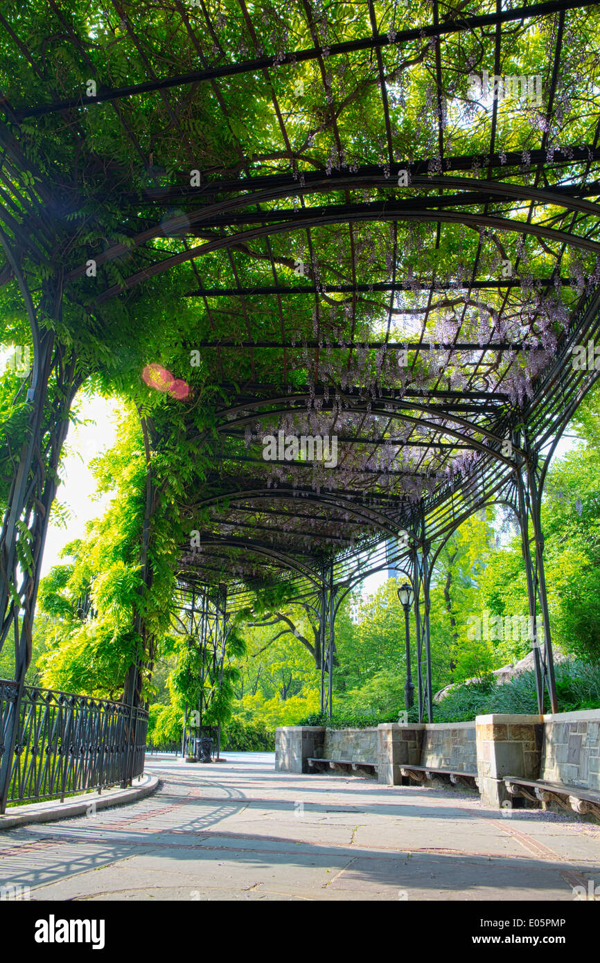 Wisteria Pergola in Central Park, NY, USA Stock Photo