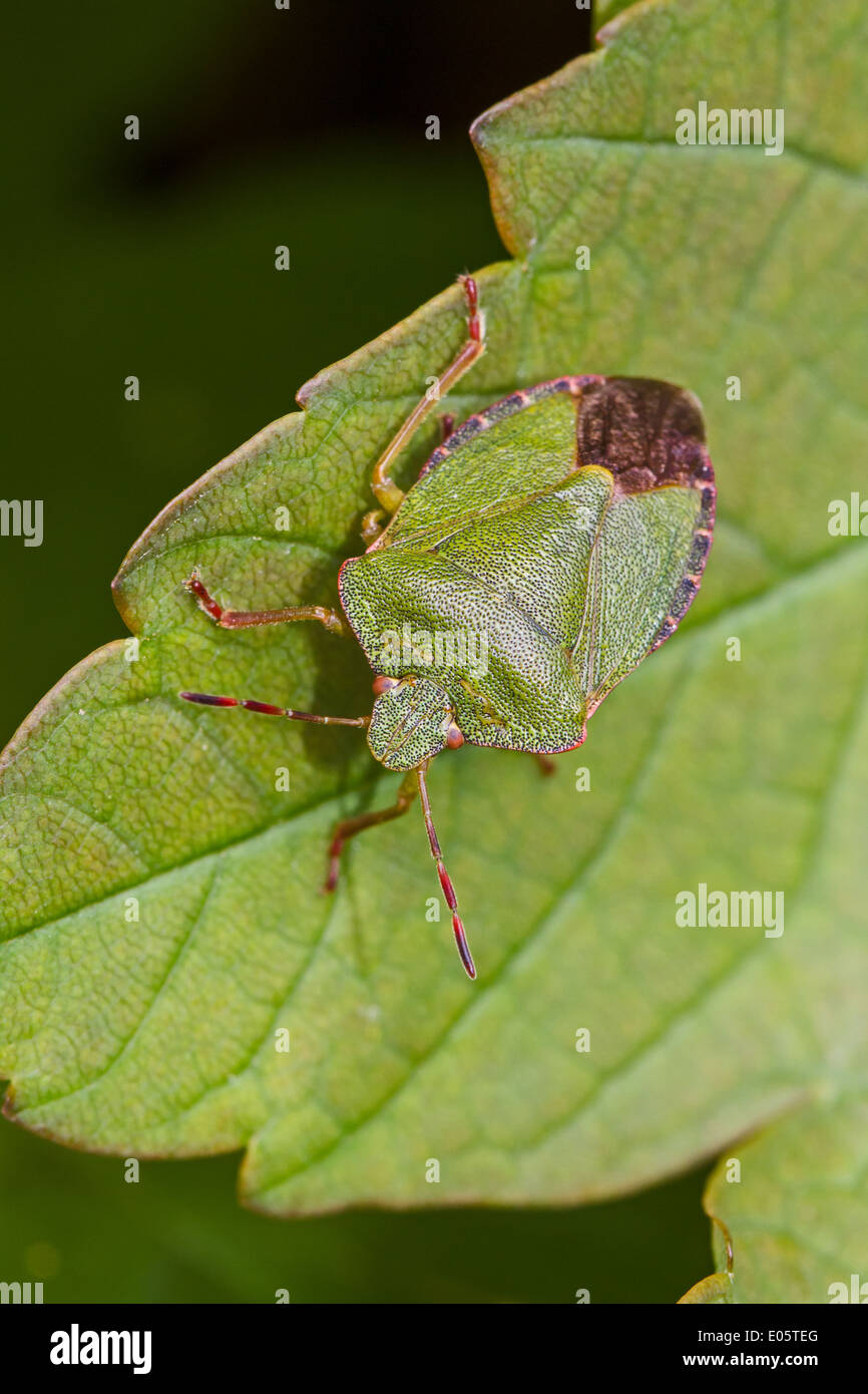 Green Shield Bug Stock Photo Alamy