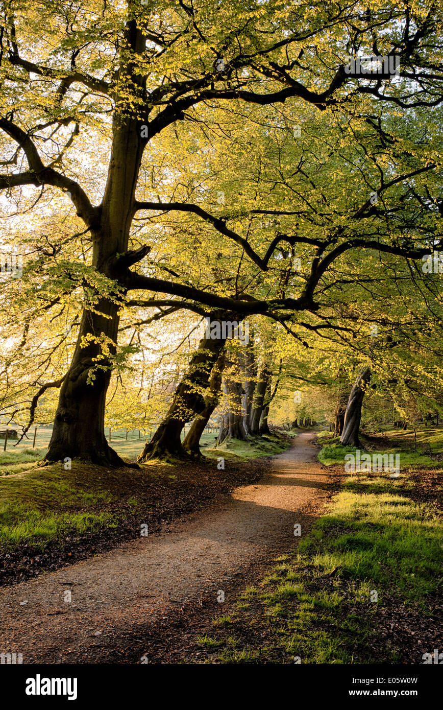 Ashridge woods hires stock photography and images Alamy
