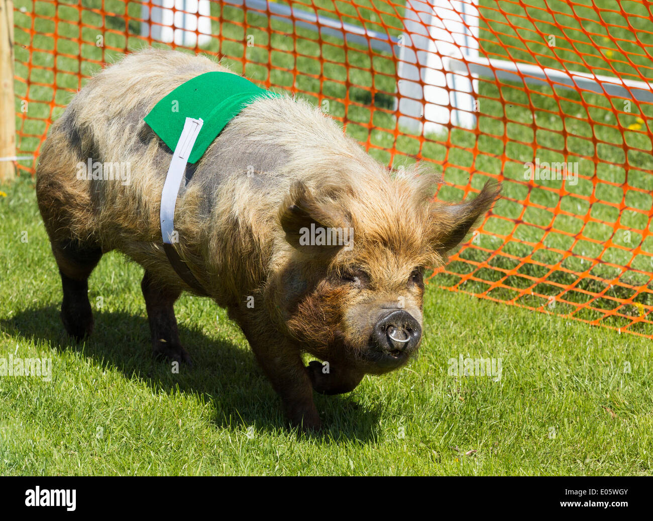 Pig racing hi-res stock photography and images - Alamy