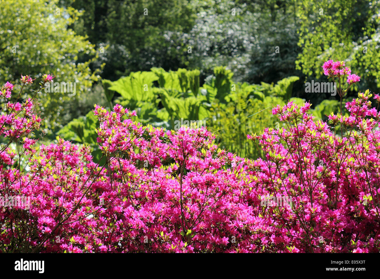 Isabella Plantation, Richmond Park, Surrey, UK. 3rd May 2014. Isabella Plantation is an ornamental woodland garden, full of exotic plants. From late April into early May there is a magnificent display of azaleas and rhododendrons. The flowers of this deciduous shrub are in a range of vibrant colours from pinks, purples, and blues to yellow, orange and white. The Plantation is free to enter and is only six miles from central London. Credit:  Julia Gavin/Alamy Live News Stock Photo