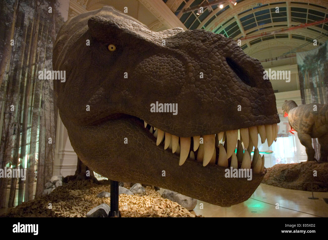 A  life-sized T-Rex exhibit at Birmingham Museum & Art Gallery. Shot with a wide angled lens. Stock Photo