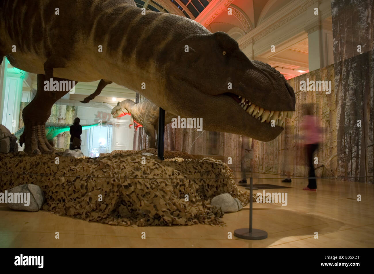 A  life-sized T-Rex exhibit at Birmingham Museum & Art Gallery. Shot with a wide angled lens. Stock Photo