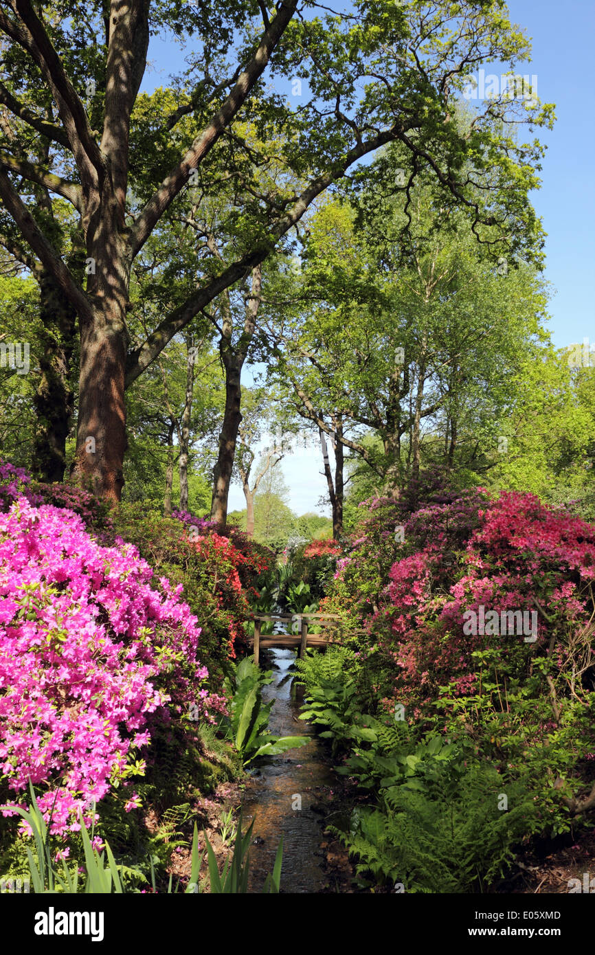 Isabella Plantation, Richmond Park, Surrey, UK. 3rd May 2014. Isabella Plantation is an ornamental woodland garden, full of exotic plants. From late April into early May there is a magnificent display of azaleas and rhododendrons. The flowers of this deciduous shrub are in a range of vibrant colours from pinks, purples, and blues to yellow, orange and white. The Plantation is free to enter and is only six miles from central London. Credit:  Julia Gavin/Alamy Live News Stock Photo