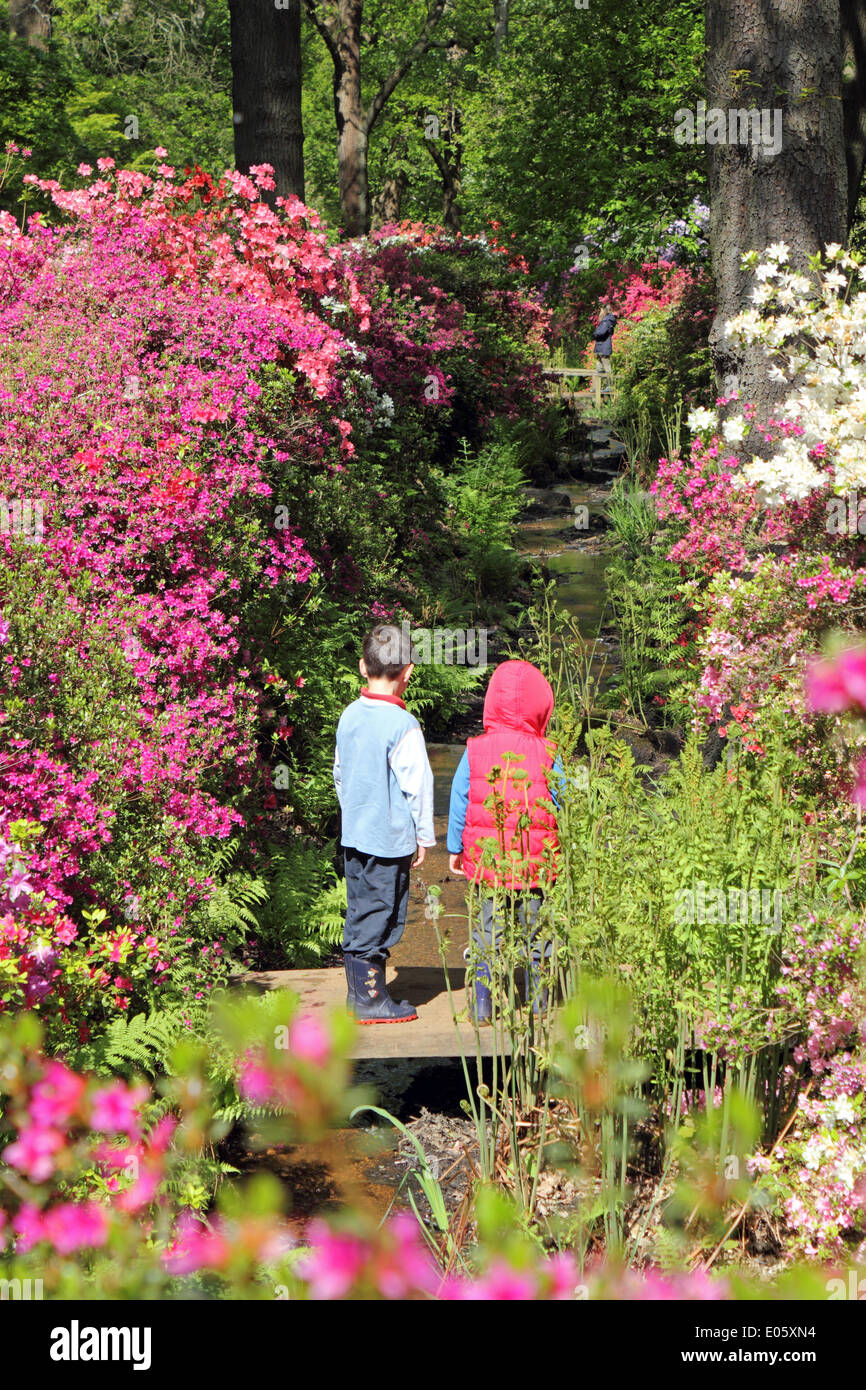 Isabella Plantation, Richmond Park, Surrey, UK. 3rd May 2014. Two boys enjoy a walk in Isabella Plantation an ornamental woodland garden, full of exotic plants. From late April into early May there is a magnificent display of azaleas and rhododendrons. The flowers of this deciduous shrub are in a range of vibrant colours from pinks, purples, and blues to yellow, orange and white. The Plantation is free to enter and is only six miles from central London. Credit:  Julia Gavin/Alamy Live News Stock Photo