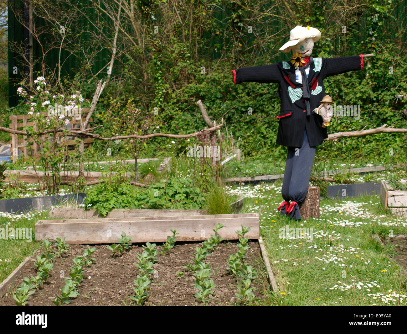Scarecrow guarding vegetables in an allotment, Cornwall, UK Stock Photo