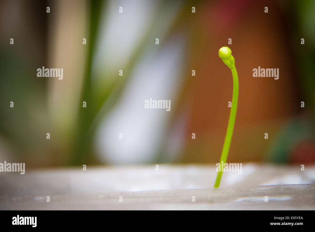 Venus fly trap growing flower Stock Photo Alamy
