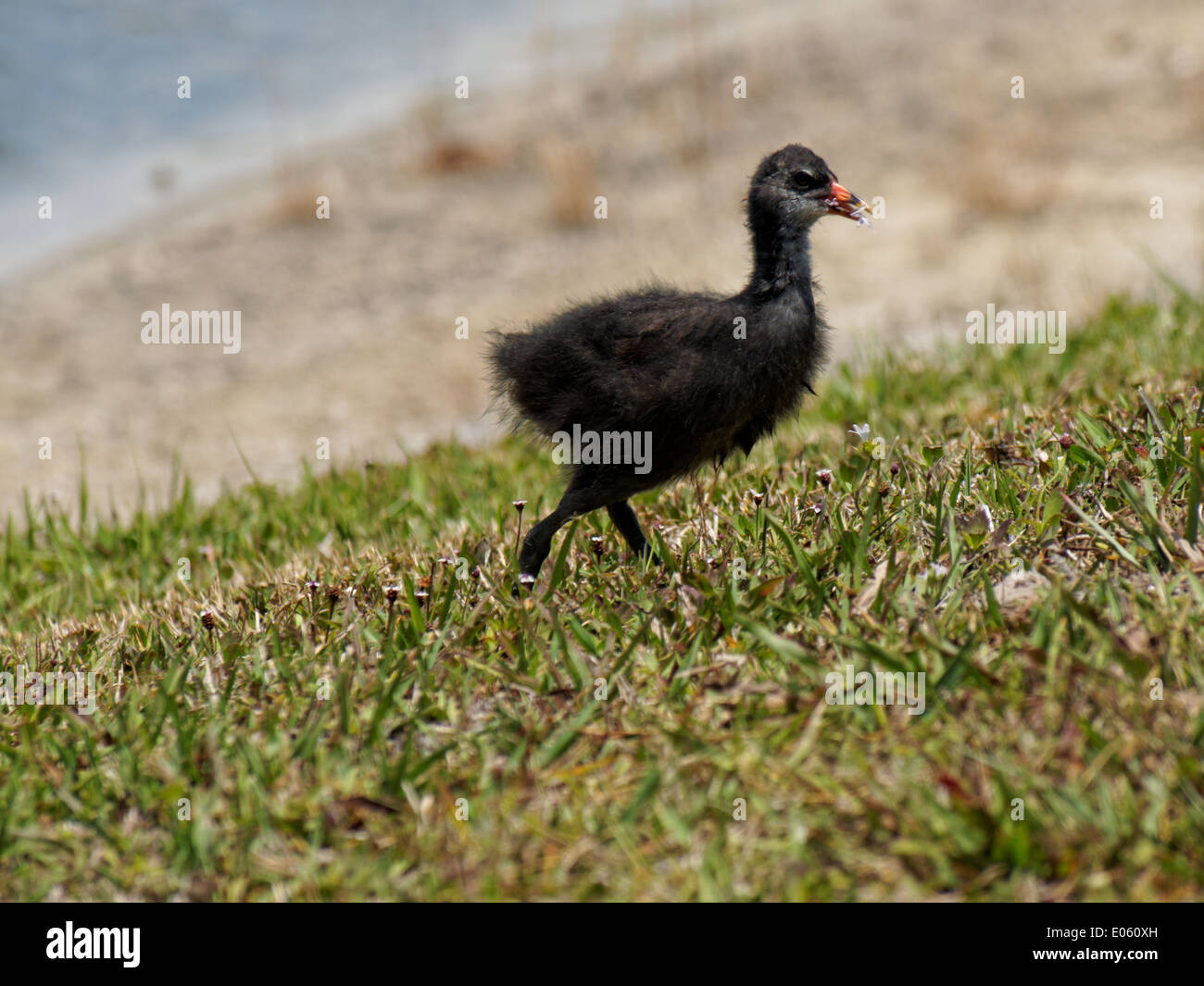 Immature Common Moorhen eating wildflowers growing in grass by a lake