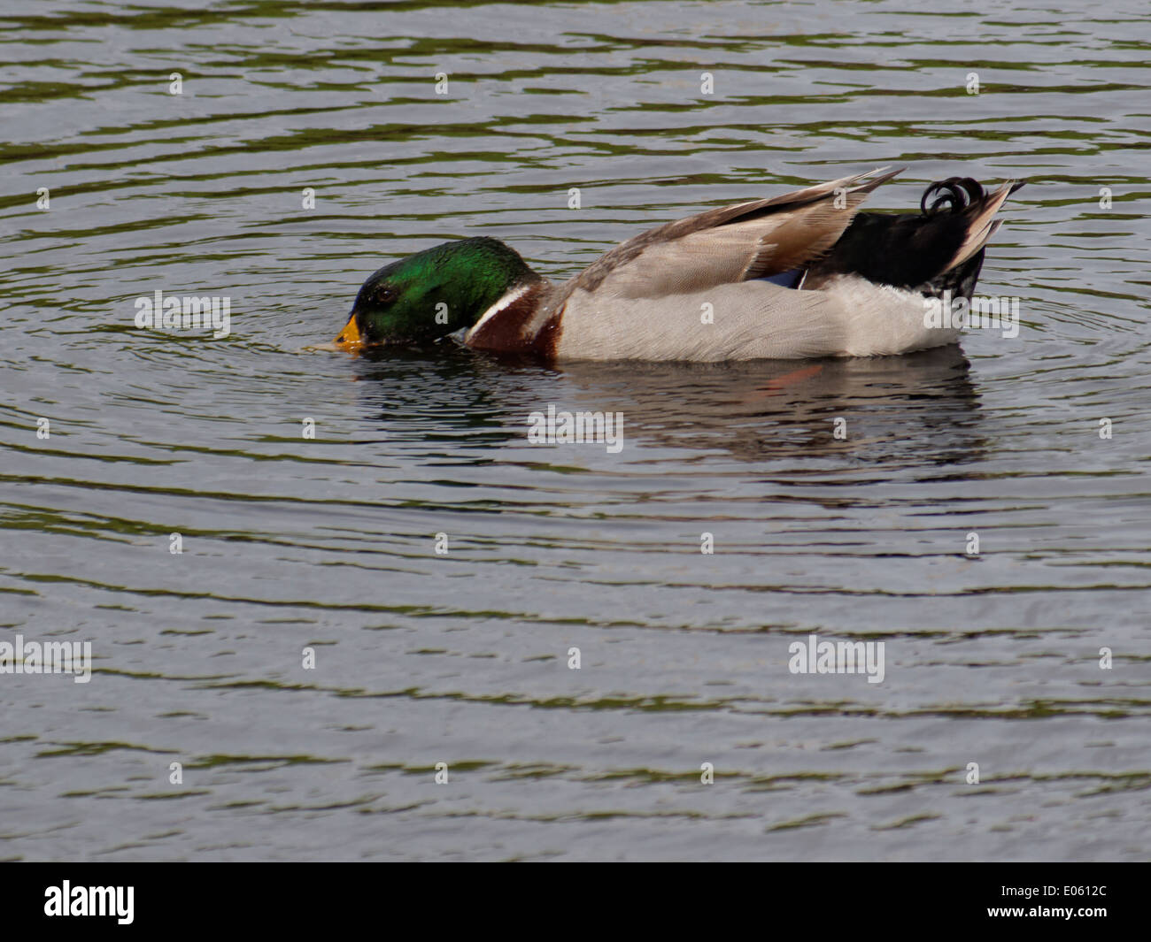 Male Mallard duck drinking water while swimming in a lake Stock Photo