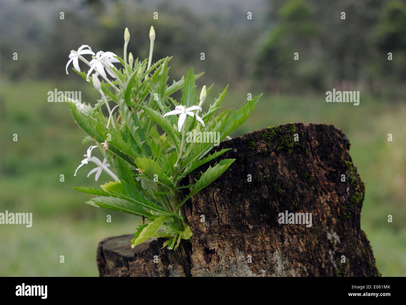 A plant with white flowers grows out of the top of a rotting fence post. La Fortuna de San Carlos, Arenal Volcano National Park, Costa Rica. Stock Photo