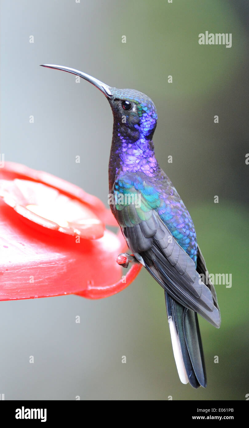 A male Violet Sabrewing (Campylopterus hemileucurus) hummingbird at a feeder. Stock Photo