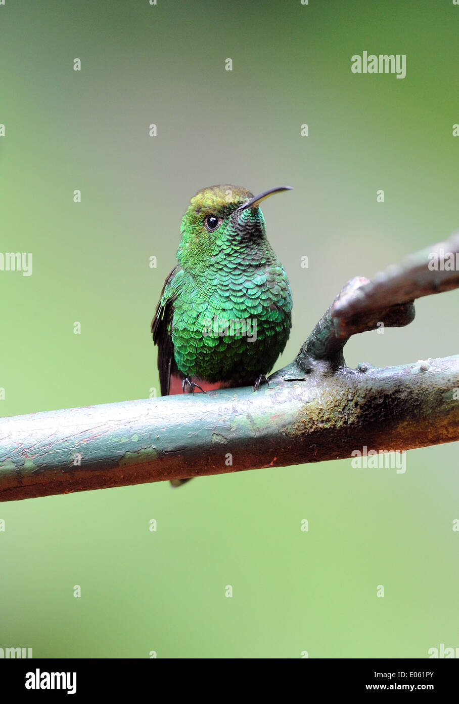 A male Coppery Headed Emerald (Elvira cupreiceps) hummingbird at a feeding station. Monteverde Cloud Forest Reserve, Stock Photo