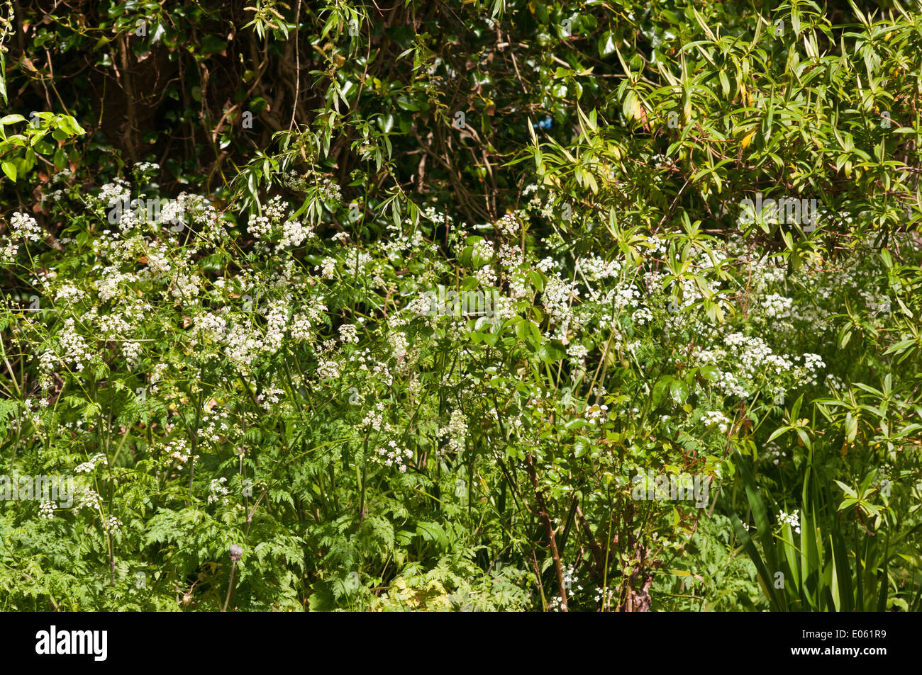 Hedgerow uk wildflowers hires stock photography and images Alamy