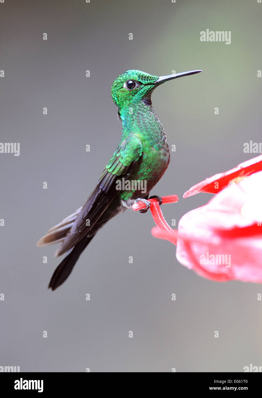 A male Green Crowned Brilliant Hummingbird (Heliodoxa jacula) at a feeding station.   Monteverde Cloud Forest Reserve, Stock Photo