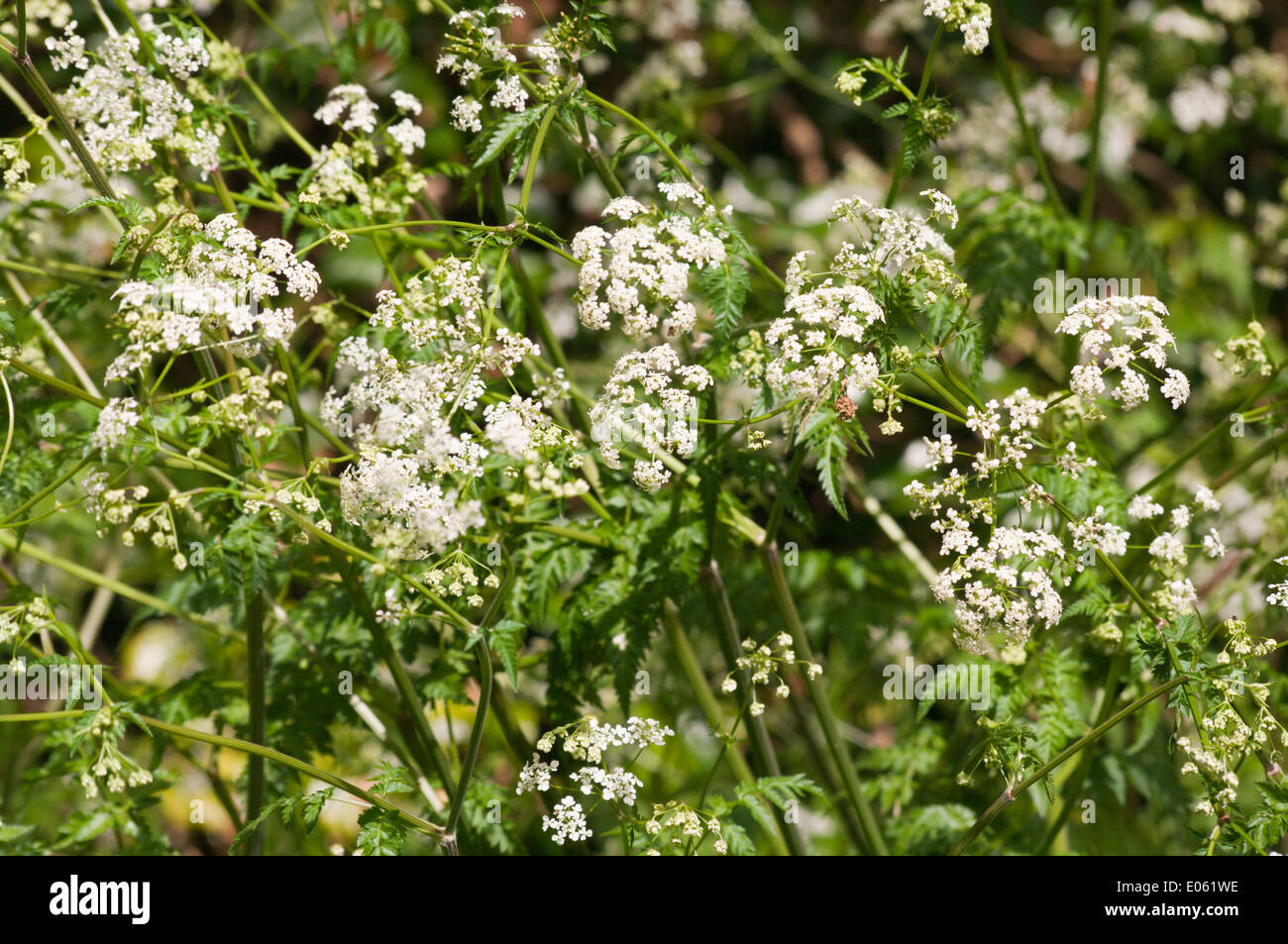 Achillea millefolium Yarrow UK Hedgerow Wild Flowers Stock Photo Alamy