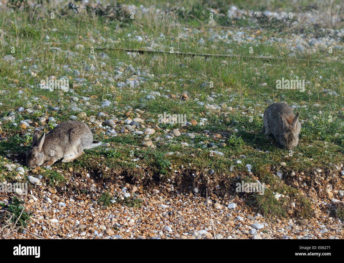 European Rabbits (Oryctolagus cuniculus) feeds on short grass on shingle banks at Rye Harbour.  Rye Harbour Nature Reserve Stock Photo
