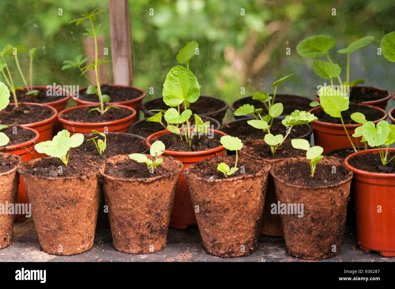 Seedlings Plantlets Growing In Small Flowerpots In A Greenhouse Stock Photo