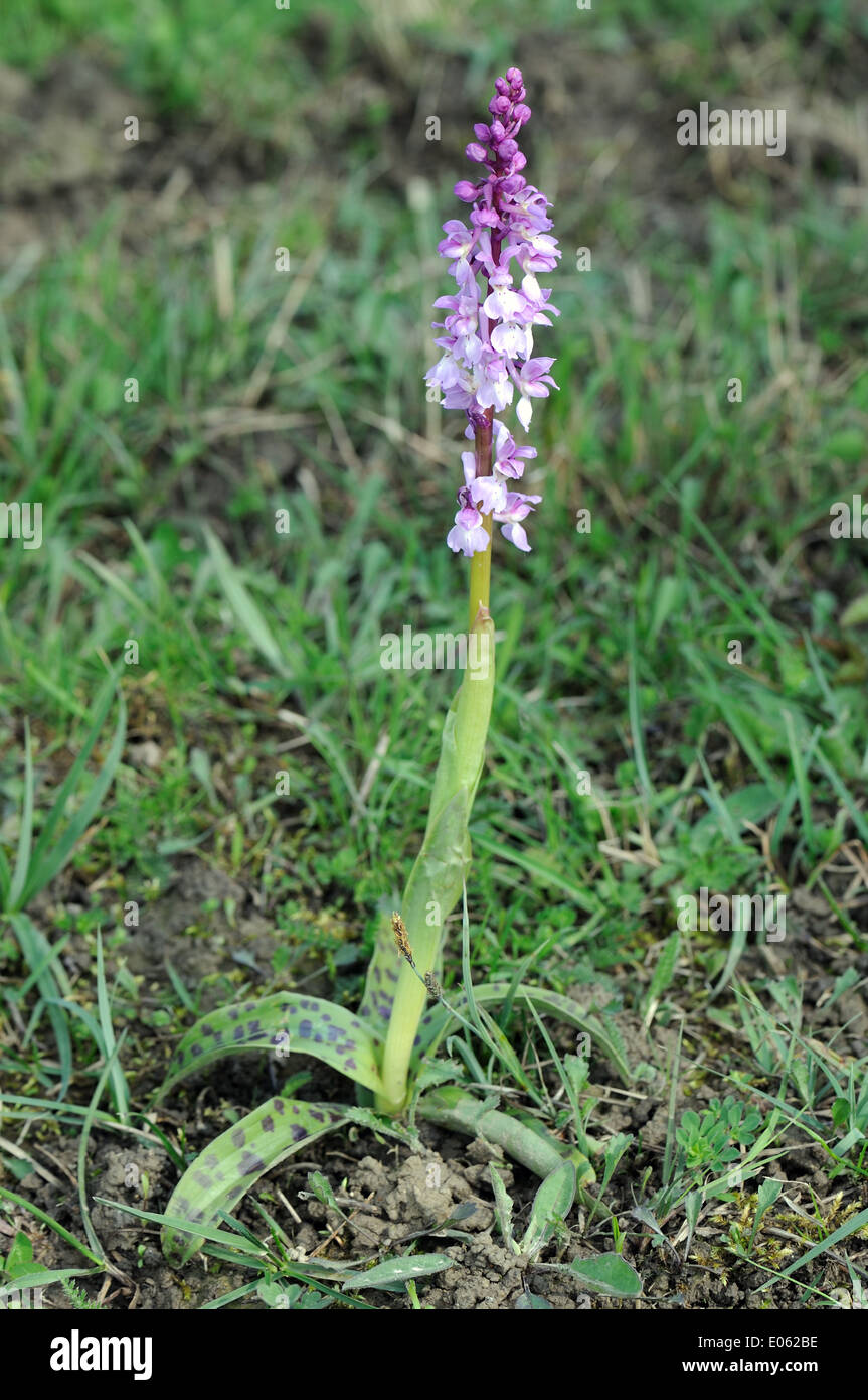 Early Purple Orchids (Orchis mascula) grow within a few feet of the traffic on a roadside verge. Bedgebury Forest, Kent, UK Stock Photo
