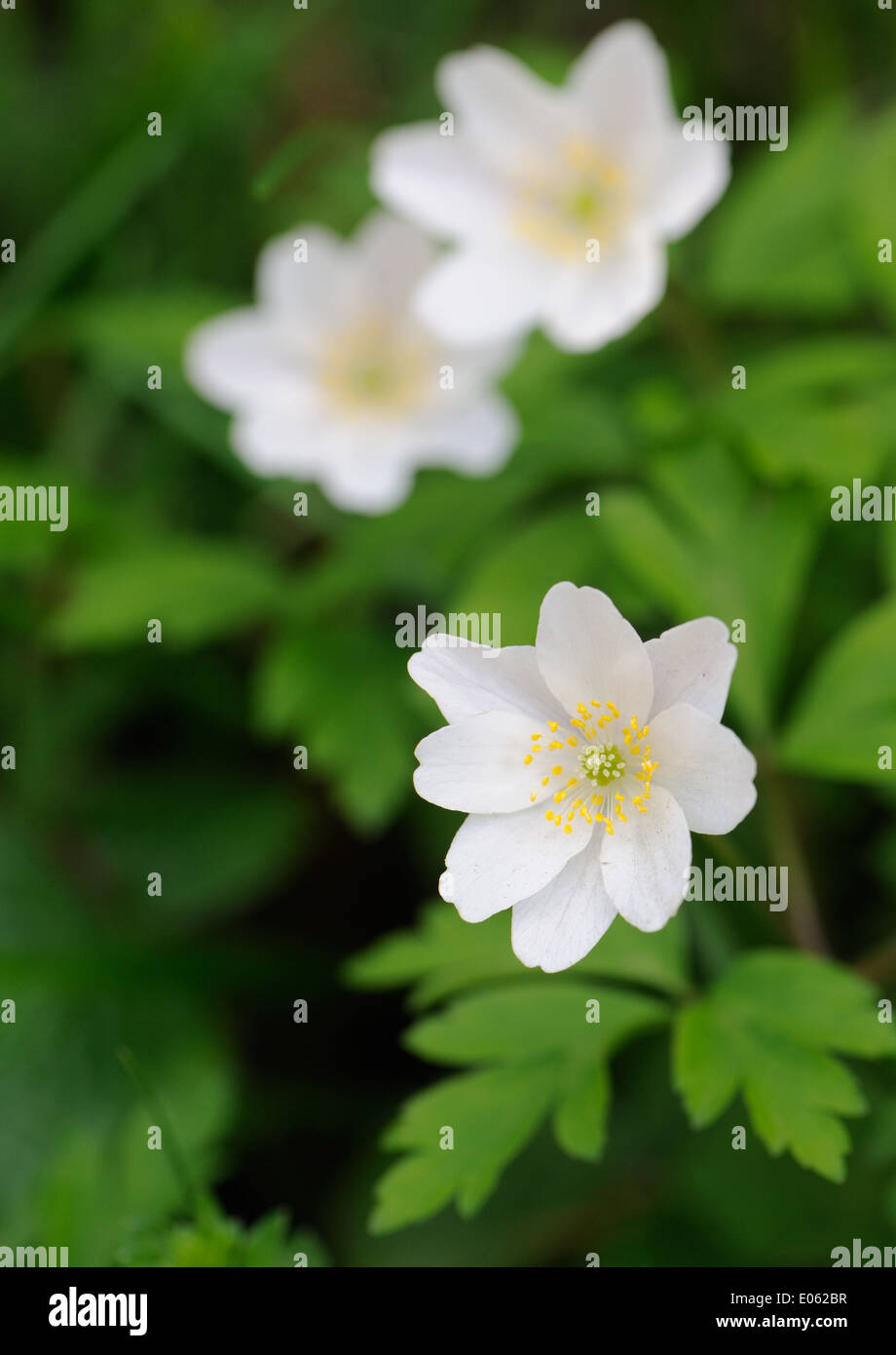 White flowers of the wood anemone or Wind Flower (Anemone nemorosa