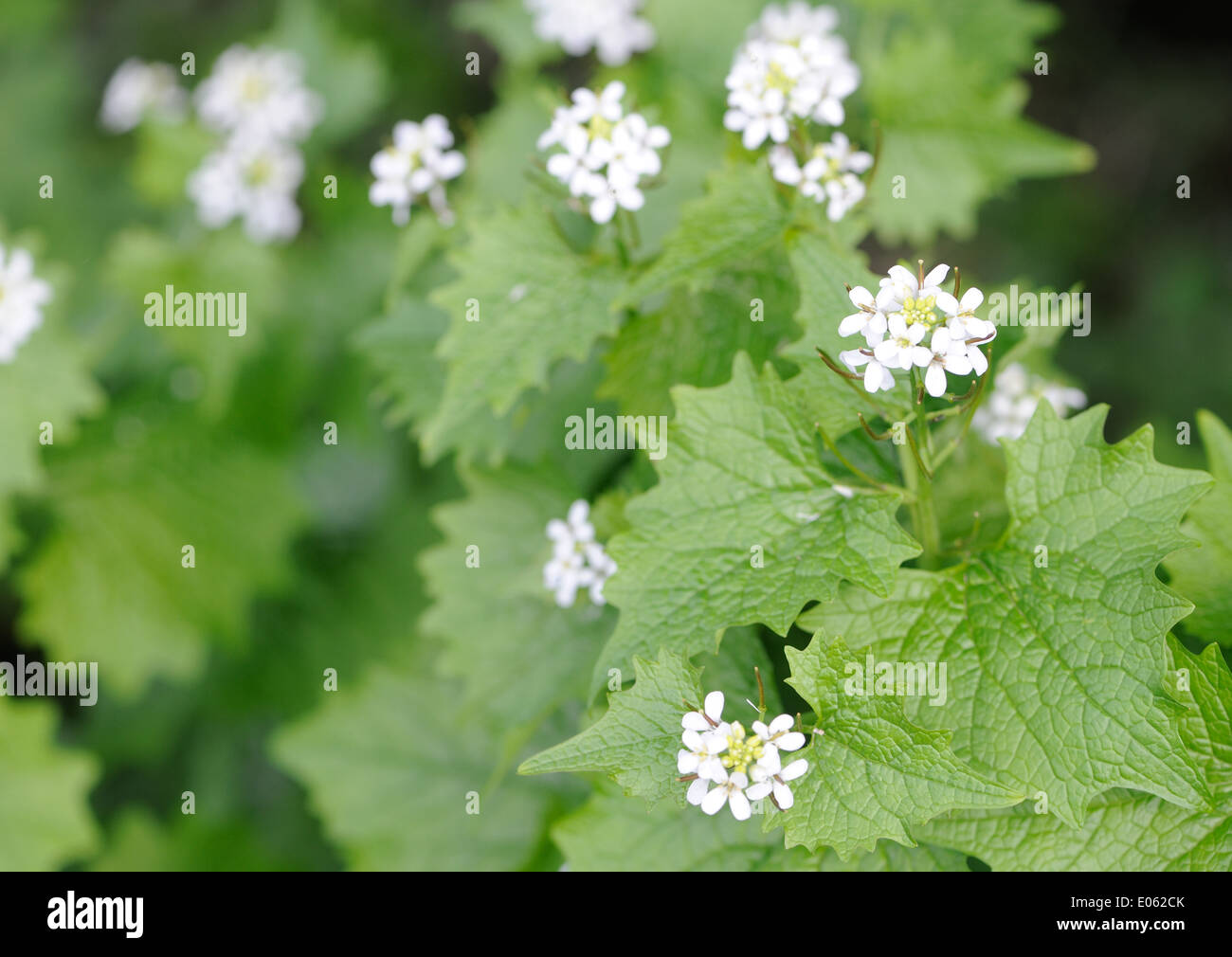 Garlic Mustard or Jack by the Hedge (Alliaria petiolata) growing in a roadside hedgerow. Bedgebury Forest, Kent, UK. Stock Photo
