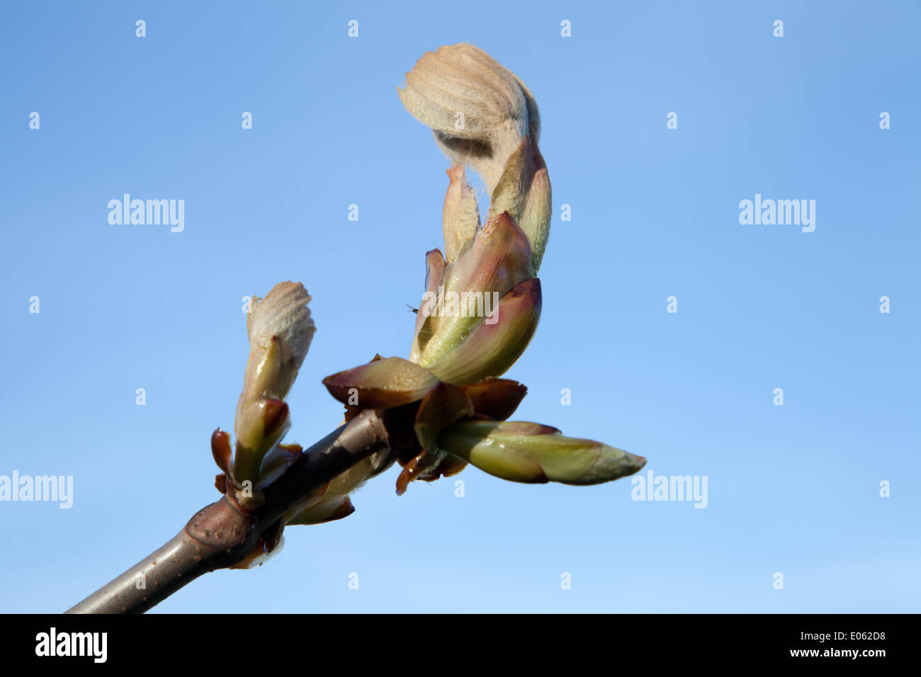 chestnut leaf bud Stock Photo