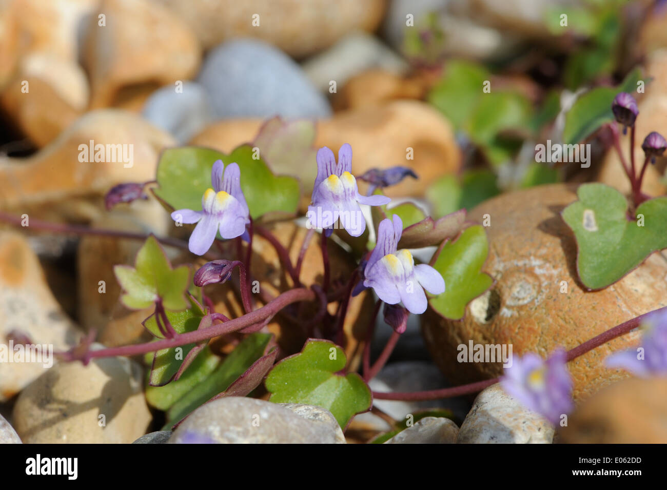 Flowers of Ivy-leaved Toadflax (Cymbalaria muralis, Linaria cymbalaria) growing in shingle behind the beach at Rye Harbour. Stock Photo