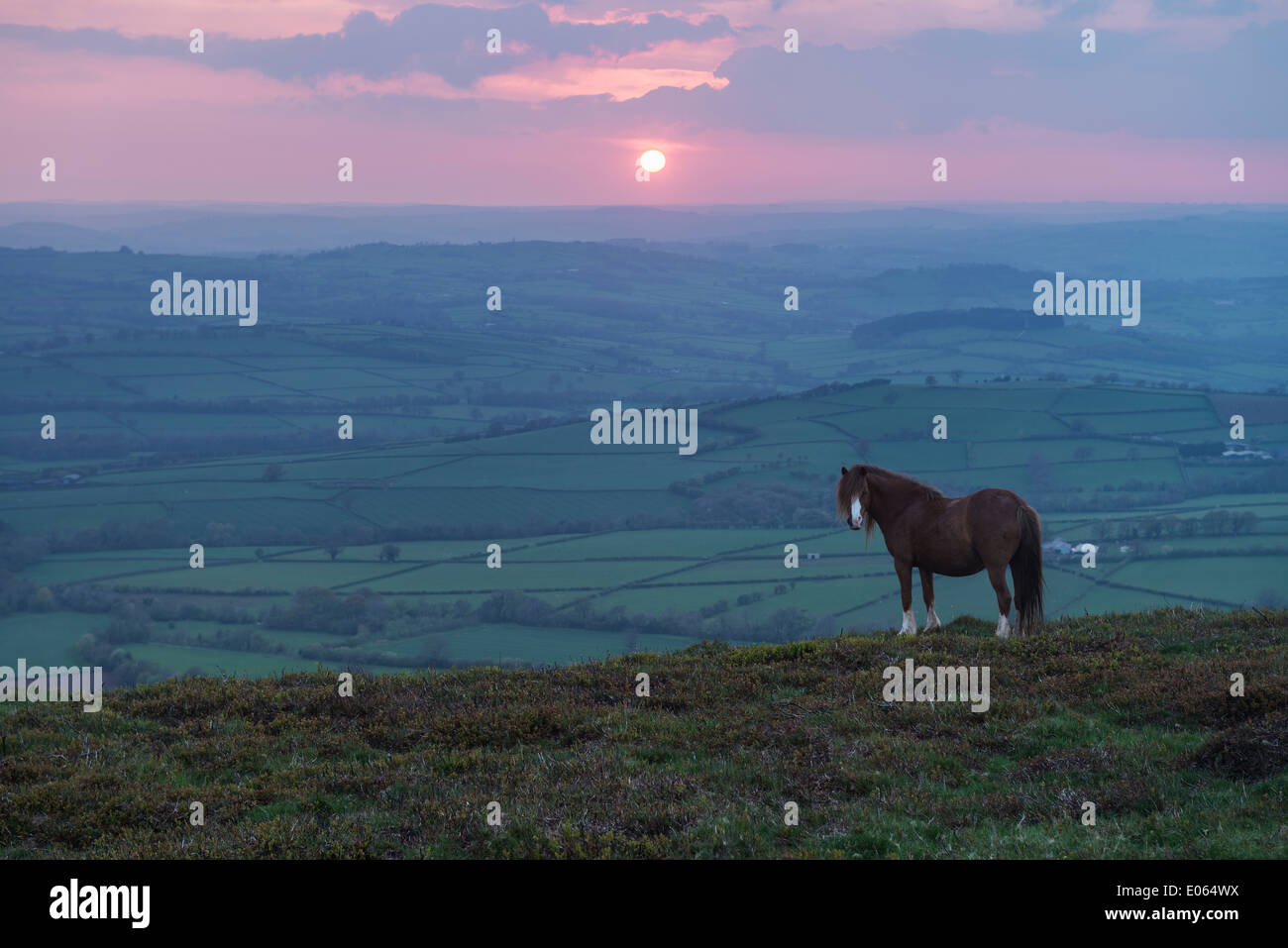Wild Welsh Mountain Pony at sunset on Mynydd Llangorse, Brecon Beacons national park, Wales Stock Photo